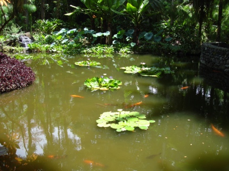 Lily Pond in Hawaii
